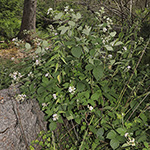 Rubus amiantinus - Asbestschimmernde Brombeere