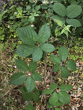 Rubus amiantinus
