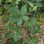 Rubus amiantinus - Asbestschimmernde Brombeere
