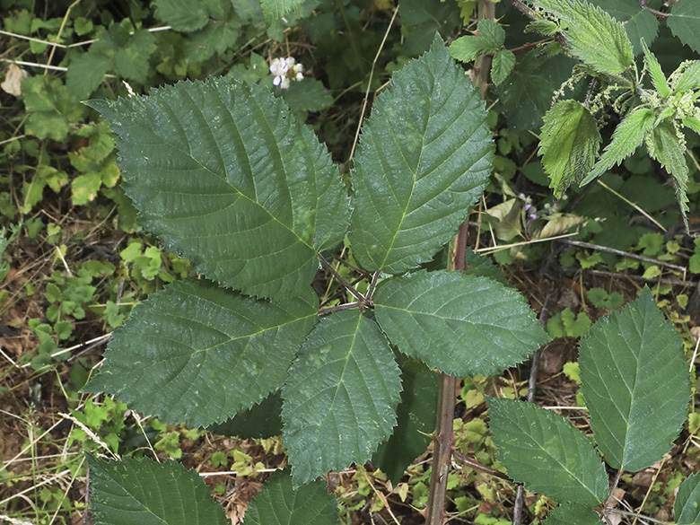 Rubus amiantinus