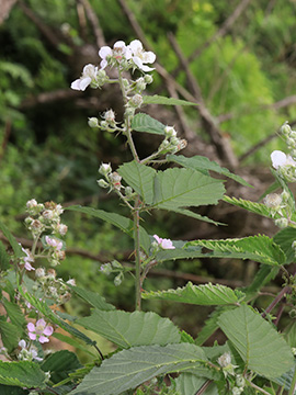 Rubus amiantinus