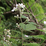 Rubus amiantinus - Asbestschimmernde Brombeere