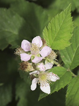 Rubus amiantinus