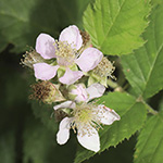 Rubus amiantinus - Asbestschimmernde Brombeere