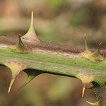 Rubus amiantinus - Asbestschimmernde Brombeere