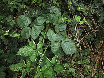Rubus ammobius
