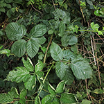 Rubus ammobius - Sand-Fuchsbeere