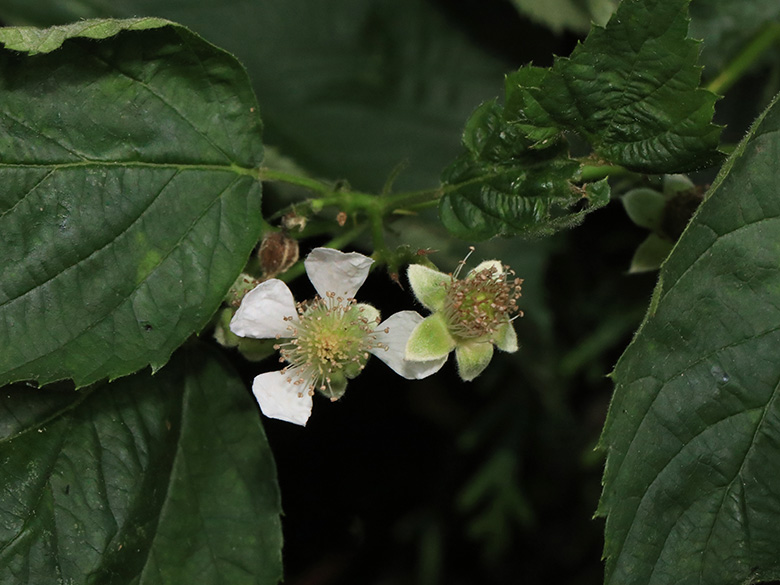 Rubus ammobius