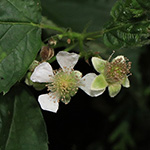 Rubus ammobius - Sand-Fuchsbeere
