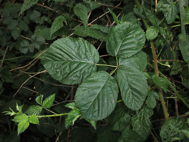 Rubus ammobius