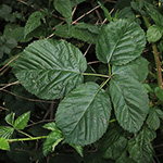 Rubus ammobius - Sand-Fuchsbeere