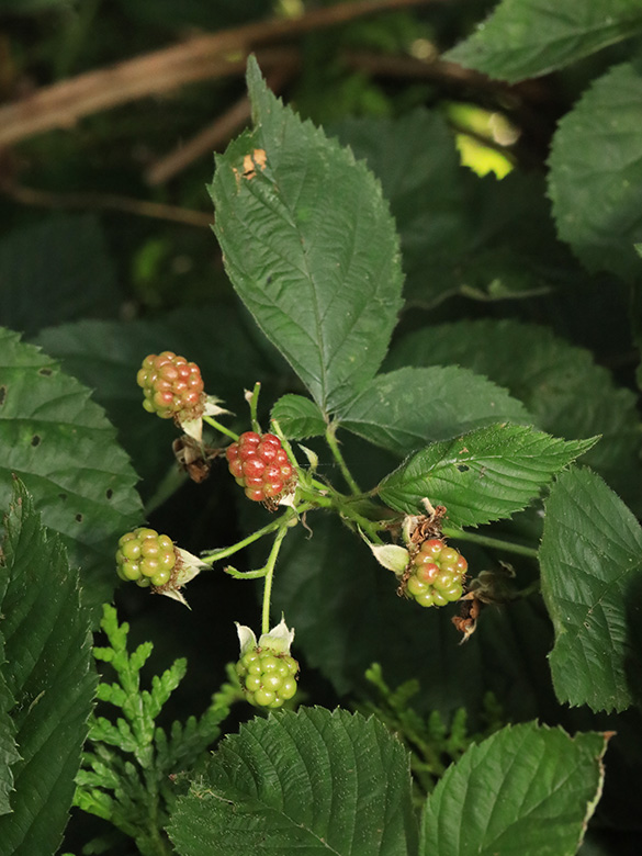 Rubus ammobius