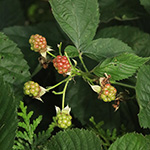 Rubus ammobius - Sand-Fuchsbeere