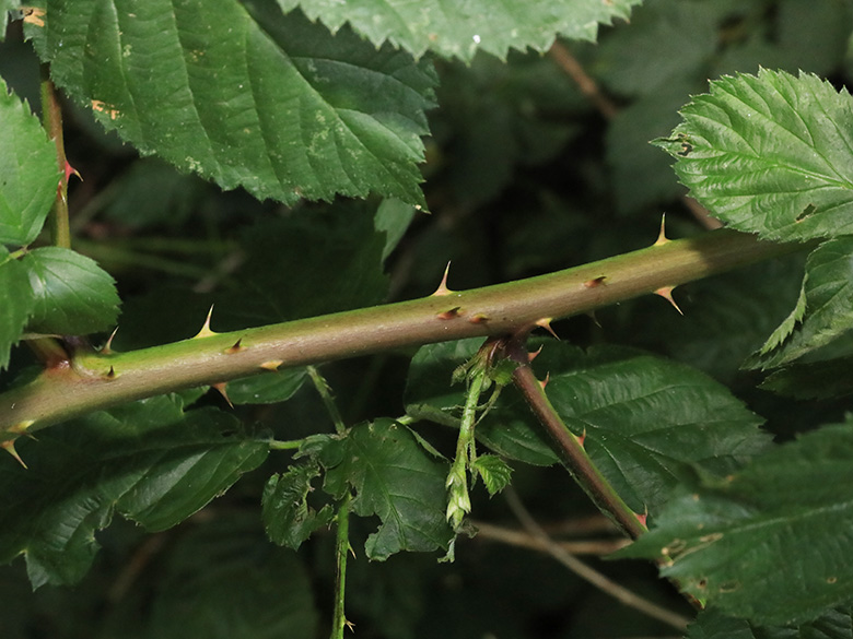 Rubus ammobius