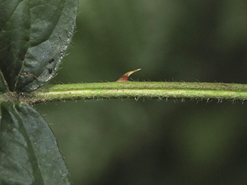 Rubus ammobius