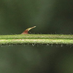Rubus ammobius - Sand-Fuchsbeere