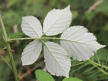 Rubus arduennensis