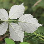Rubus arduennensis - Ardennen-Brombeere
