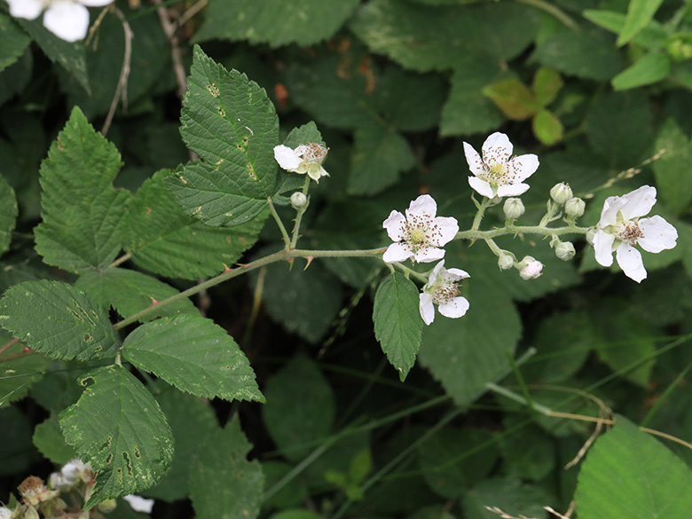 Rubus arduennensis