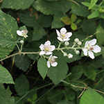 Rubus arduennensis - Ardennen-Brombeere