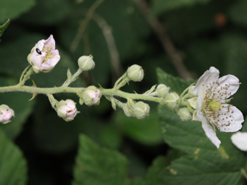 Rubus arduennensis