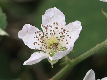 Rubus arduennensis