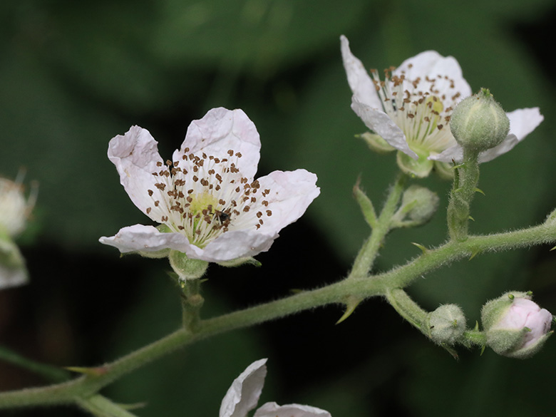 Rubus arduennensis