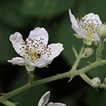 Rubus arduennensis - Ardennen-Brombeere