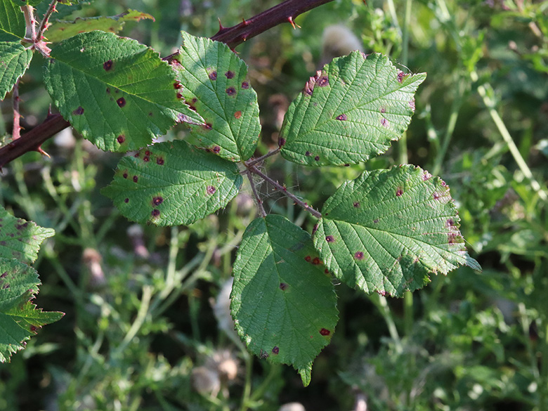 Rubus arduennensis
