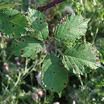 Rubus arduennensis - Ardennen-Brombeere