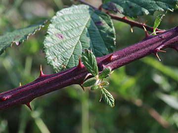 Rubus arduennensis