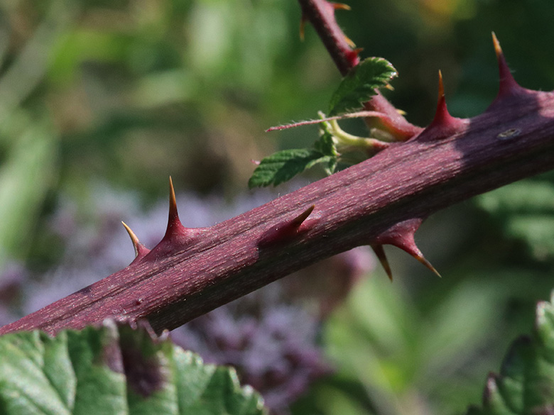 Rubus arduennensis