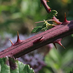 Rubus arduennensis - Ardennen-Brombeere