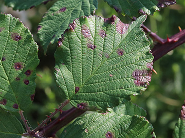 Rubus arduennensis