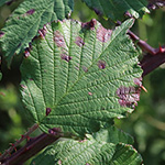 Rubus arduennensis - Ardennen-Brombeere