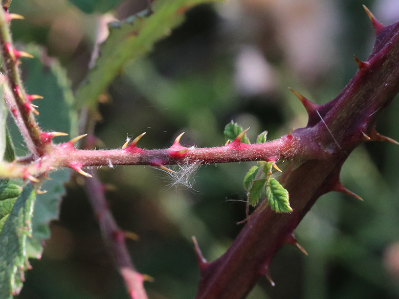 Rubus arduennensis