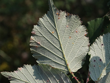 Rubus arduennensis