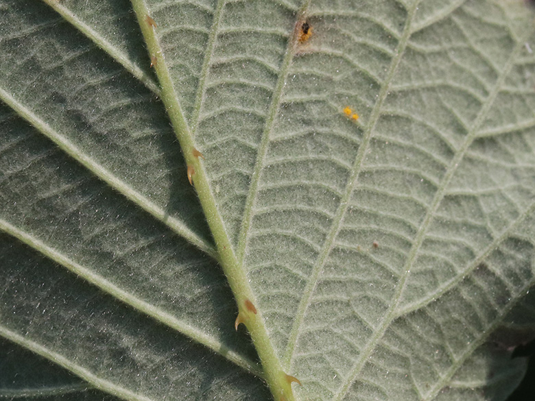 Rubus arduennensis