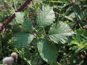 Rubus arduennensis
