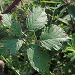 Rubus arduennensis - Ardennen-Brombeere