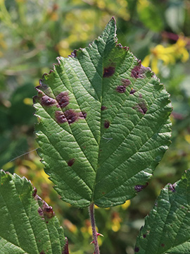 Rubus arduennensis