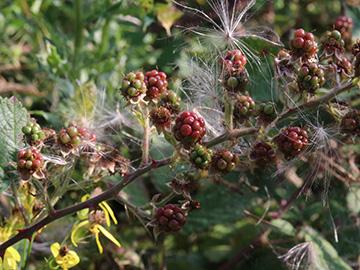 Rubus arduennensis