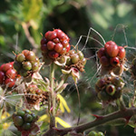 Rubus arduennensis - Ardennen-Brombeere