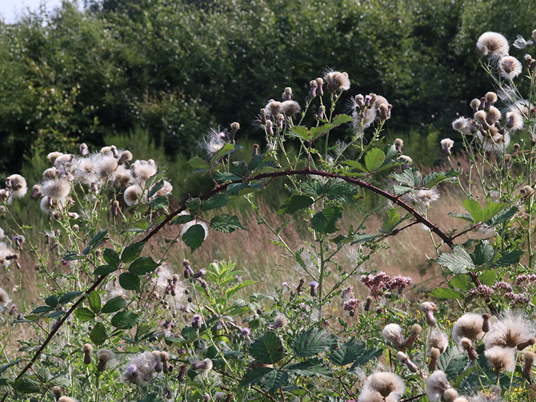 Rubus arduennensis