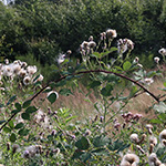 Rubus arduennensis - Ardennen-Brombeere