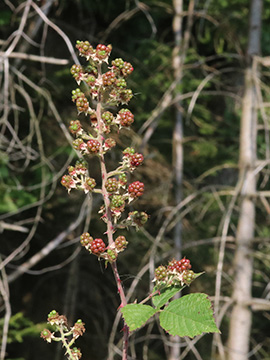 Rubus arduennensis