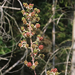 Rubus arduennensis - Ardennen-Brombeere