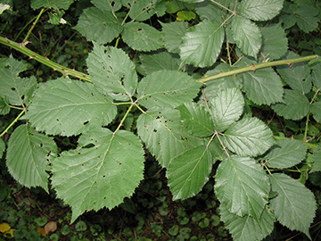 Rubus winteri