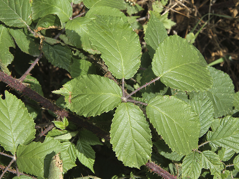 Rubus asperidens