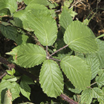 Rubus asperidens - Rauzähnige Brombeere